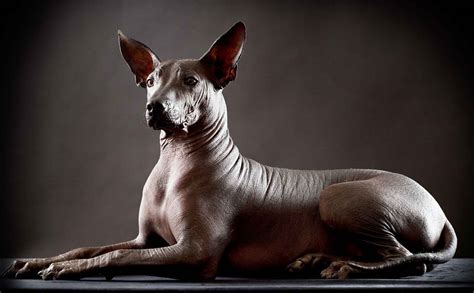 The Blissful Dog Xoloitzcuintli Skin Care Collection