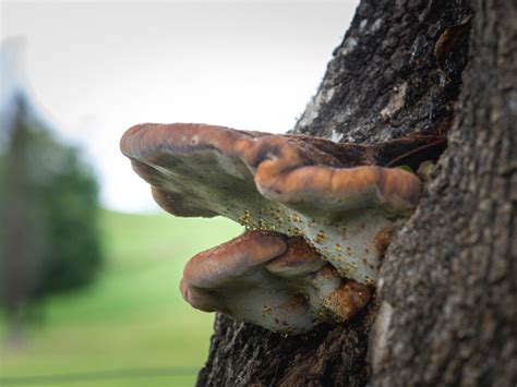 Florida Gardening Danger: Poisonous Palm Trees - Warner Tree Service