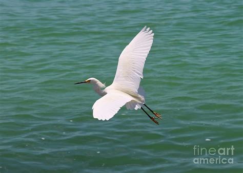 Snowy Egret Flying Photograph by Carol Groenen - Pixels