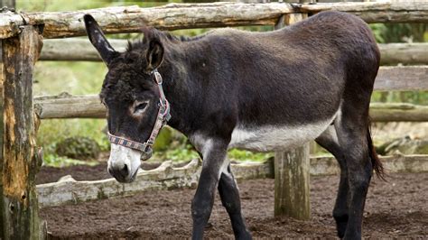 Los burros, unos animales inteligentes y sensibles, a los que hay que ...