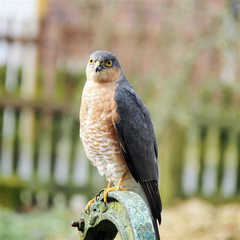 Eurasian sparrowhawk - Wikiwand