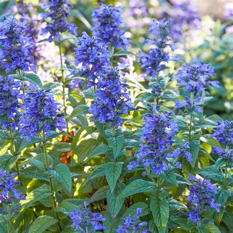 Neptune Catmint Perennial Plants, Bulbs & Seeds at Lowes.com