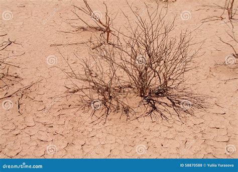 Red sand desert dead bush stock photo. Image of dramatic - 58870588