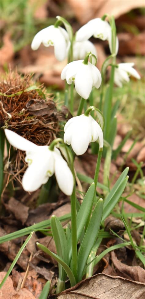 Snowdrops and more at Hodsock Priory