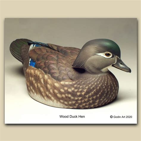 Wood Duck Hen Photo Packet - Godin Art