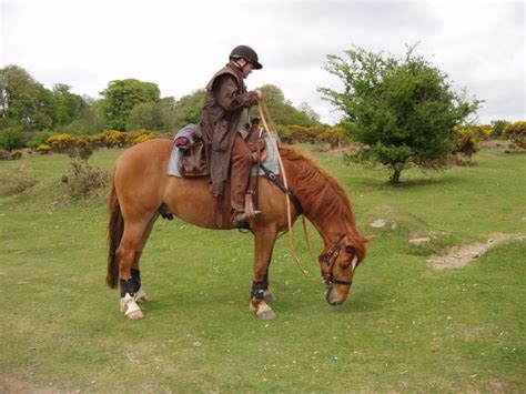 Suffolk Punch Horse Breed Information, History, Videos, Pictures