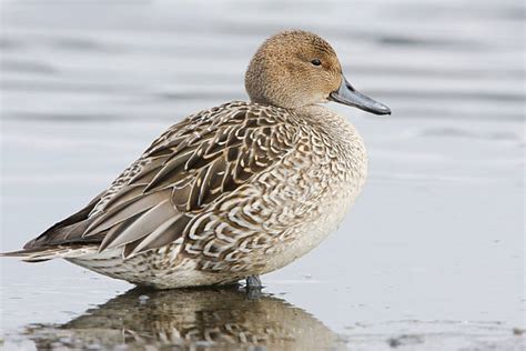 Pintail Duck Stock Photos, Pictures & Royalty-Free Images - iStock