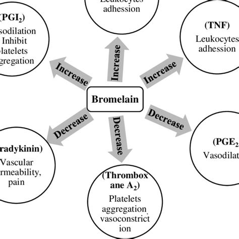 Effect of Bromelain on certain mediators of acute inflammation | Download Scientific Diagram