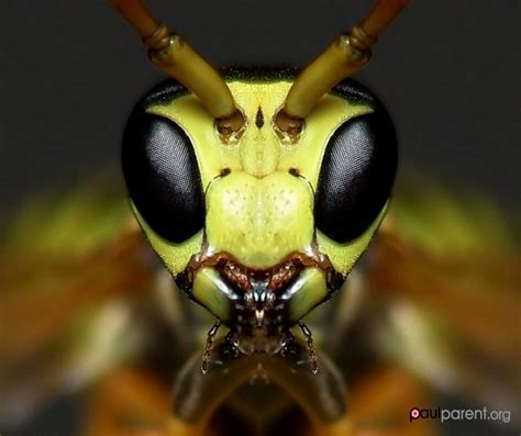 Stunning Macro Photos of Insects Show Their Complex Beauty