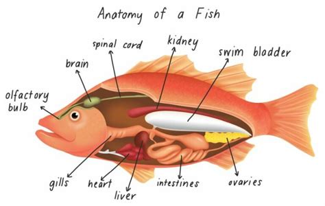 How to Treat Swim Bladder Disease in Aquarium Fish