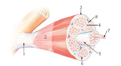 Skeletal Muscle Labeled Diagram