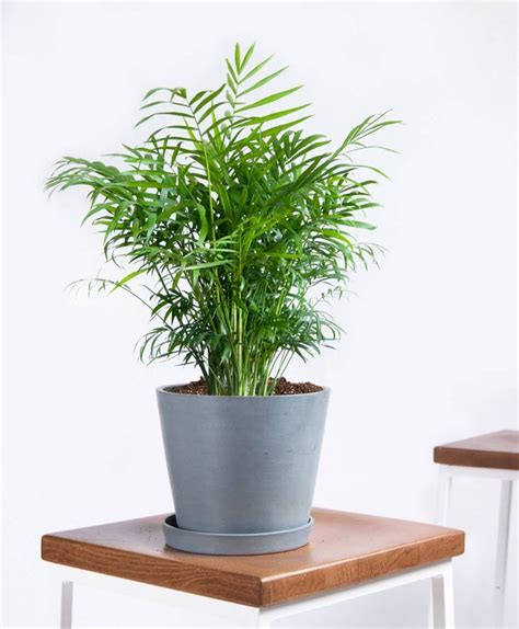 Buy Potted Parlor Palm Indoor Plant | Bloomscape | Indoor plants, Cool plants, Plants