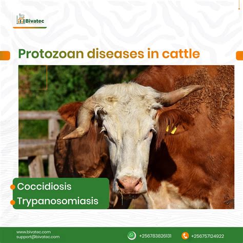 Coccidiosis and Trypanosomiasis in Cattle: Causes, Transmission, Signs, and Control