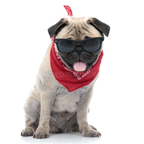 Cool Pug Wearing Sunglasses and Sticking Out Tongue Stock Photo - Image of young, wearing: 162926632