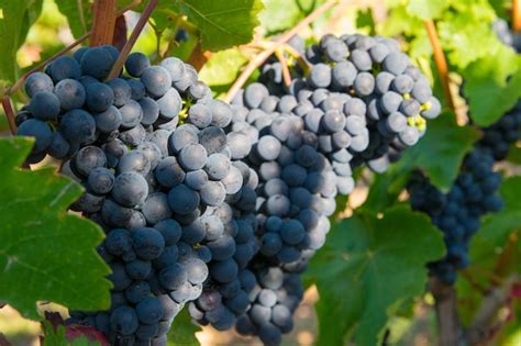 Premium Photo | Large bunches of red wine grapes in vineyard