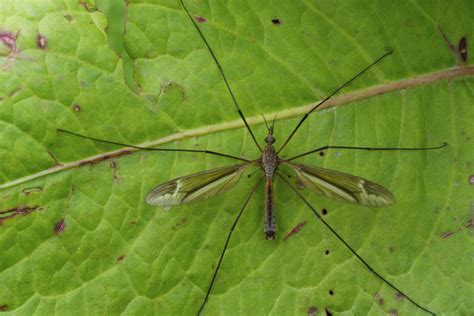 Crane Fly (Tipula Paludosa) - Identification, Pictures and Facts