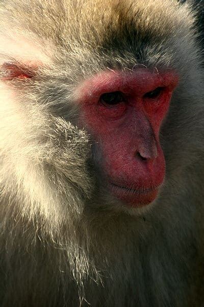 Japanese Macaque - A-Z Animals