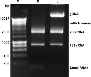 Agarose gel electrophoresis of reference RNA (lane R) and cell lysates... | Download Scientific ...