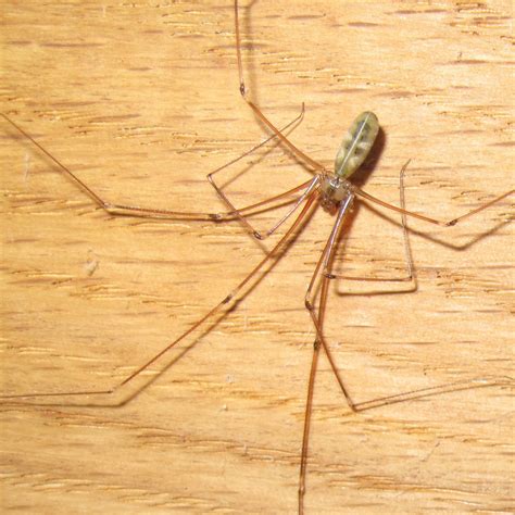 BugBlog: Pholcus phalangioides, the Daddy Long-leg spider