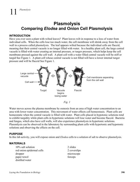 Plasmolysis - TeacherWeb