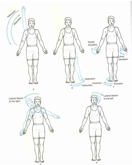 Osteokinematics - Physiopedia