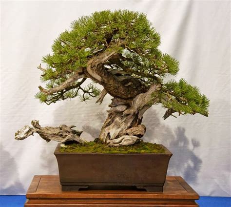 Pin on Bonsai Trees