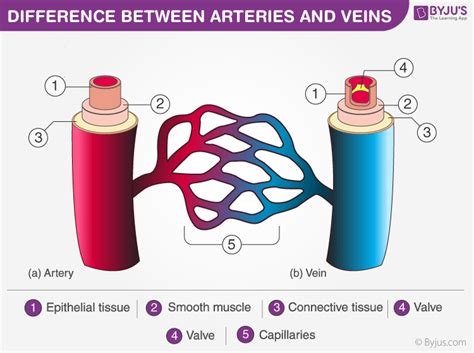 13+ Arteries And Veins Diagram | Robhosking Diagram