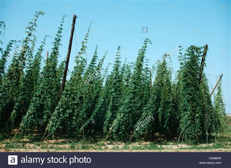 common hop (Humulus lupulus), cultivation Stock Photo - Alamy