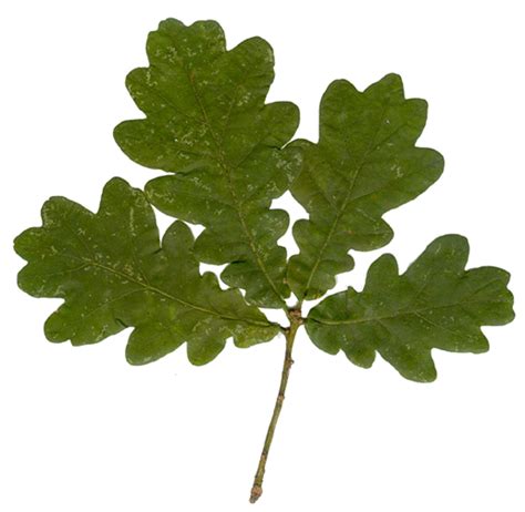 oak tree leaf : Biological Science Picture Directory – Pulpbits.net