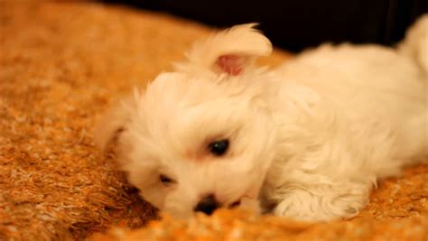 Maltese Puppy Playing Stock Footage Video (100% Royalty-free) 1021039 | Shutterstock