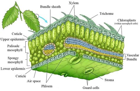 Human Epidermal Cell Diagram