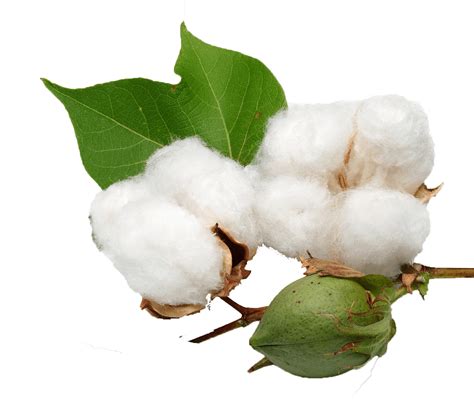 Download Cotton & Transparent - Cotton Plant Transparent Background Clipart (#3804535) - PinClipart