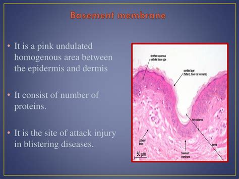 PPT - INTRODUCTION TO DERMATOLOGY PowerPoint Presentation, free download - ID:2325001