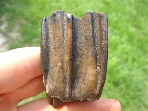 Nice Bison Molar | Artiodactyl | FOSSILS | Prehistoric Florida