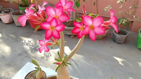 How to care Adenium plant bonsai with flowers | How to care desert rose, Adenium, Adenium bonsai ...