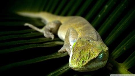 1360x768 resolution | green lizard, sleeping, lizards, leaves, reptiles ...