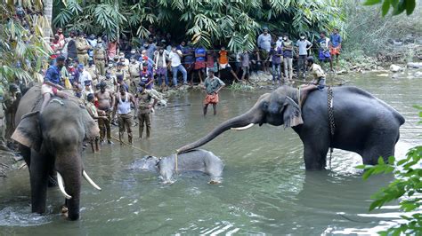 These jumbos help diffuse man-animal conflicts - Times of India