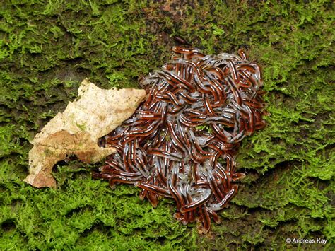 Larvae of Fungus gnats, Mycetophilidae or Sciaridae | Flickr