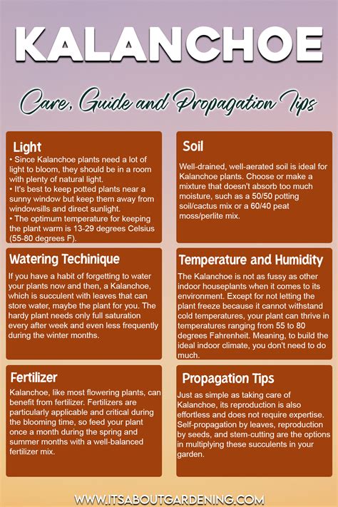 KALANCHOE: CARE GUIDE AND PROPAGATION TIPS / Its About Gardening ...