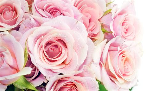 Pretty Pink Roses - Roses Wallpaper (34610937) - Fanpop