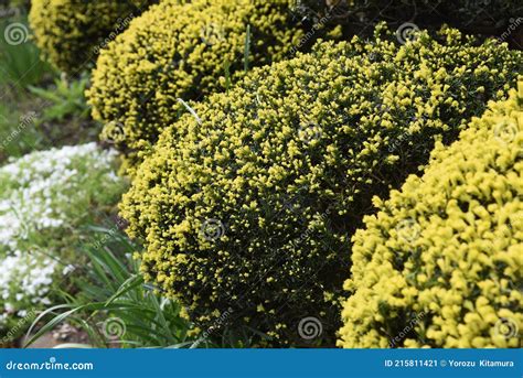 Round Pruned Dwarf Japanese Yew. Taxaceae Evergreen Shrub. Stock Image - Image of flower ...