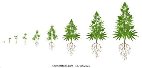 2,010 Cannabis Flowering Stage Images, Stock Photos & Vectors ...