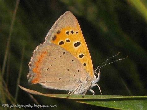 American Copper Butterfly | Nature, Cultural, and Travel Photography Blog