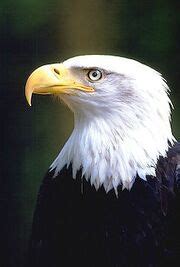 Eagle | Symbolism Wiki | Fandom