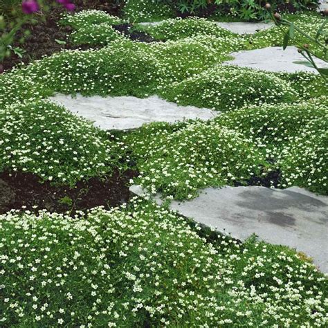 Irish Moss Ground Cover Plants & Seed Ground Cover Seeds, Ground Cover Plants, Moss Garden, Diy ...