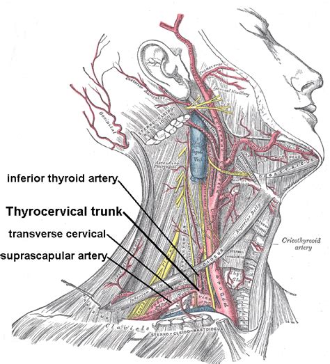 Transverse cervical artery