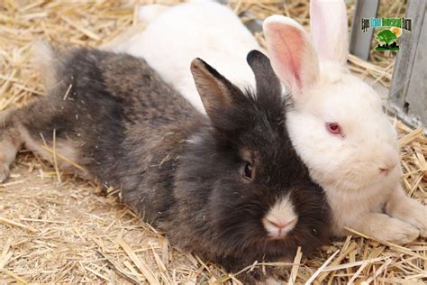 Pet Farm Rabbits and Bunnies For Sale* Rabbits For Sale *Rabbits for ...