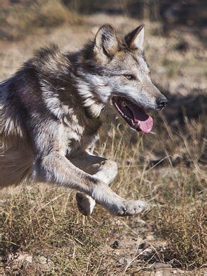 Feds propose wolf releases in New Mexico
