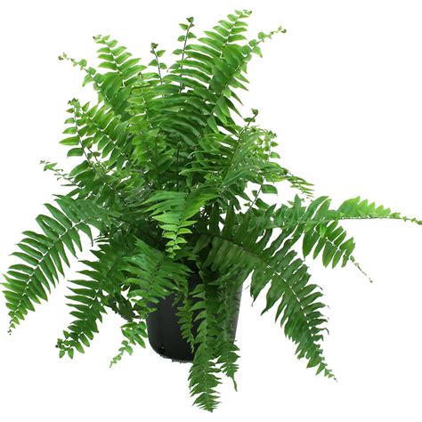 Delray Plants Macho Fern in 10" Pot - Walmart.com - Walmart.com