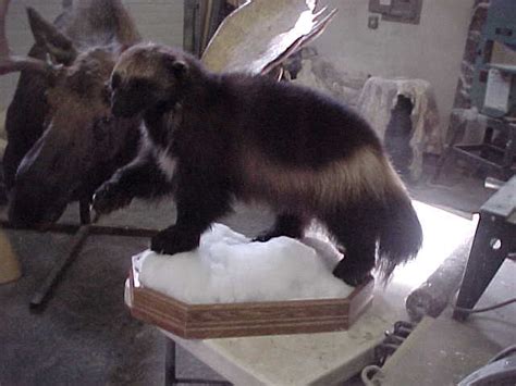 Wolverine Habitat | Alaska Wilderness Arts and Taxidermy